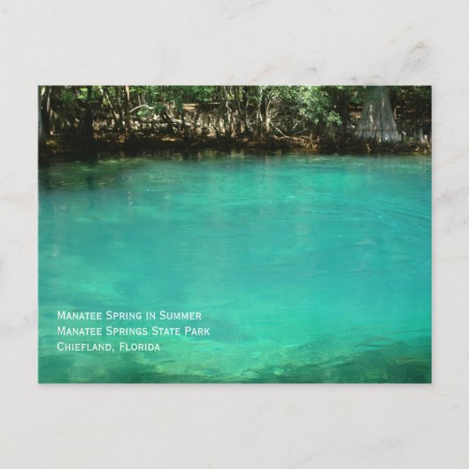 Manatee Springs Postcard Postkarte (Vorderseite)