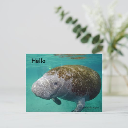 Manatee Up nah 0258 "Hello" Post Card Postkarte (Stehend Vorderseite)