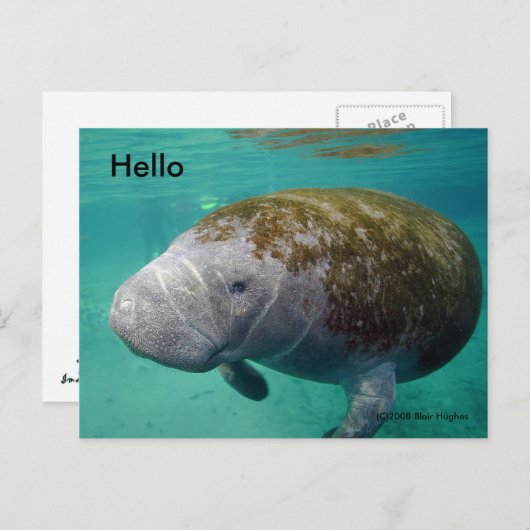 Manatee Up nah 0258 "Hello" Post Card Postkarte (Vorne/Hinten)