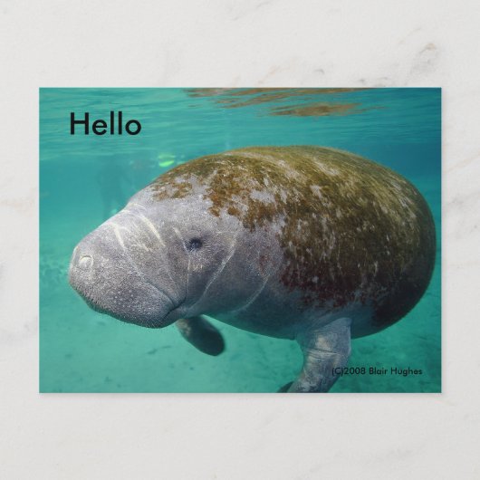 Manatee Up nah 0258 "Hello" Post Card Postkarte (Vorderseite)