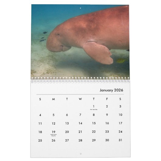 Manatees Wall Calendar Kalender (Jan 2026)
