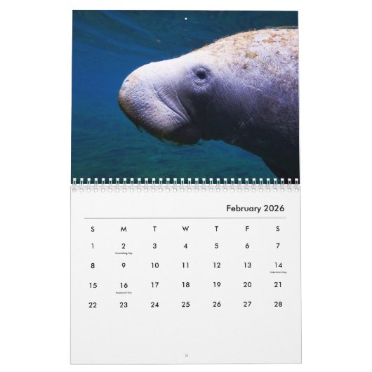 Manatees Wall Calendar Kalender (Feb 2026)