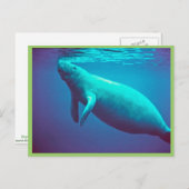 Manatefläche zum Atmen Postkarte (Vorne/Hinten)