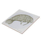 Manatis Fliese (Seite)