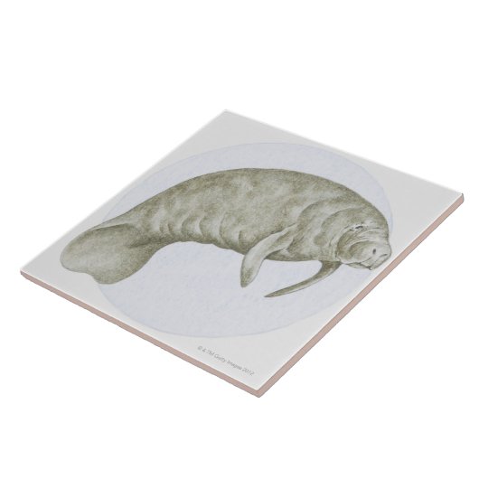 Manatis Fliese (Seite)