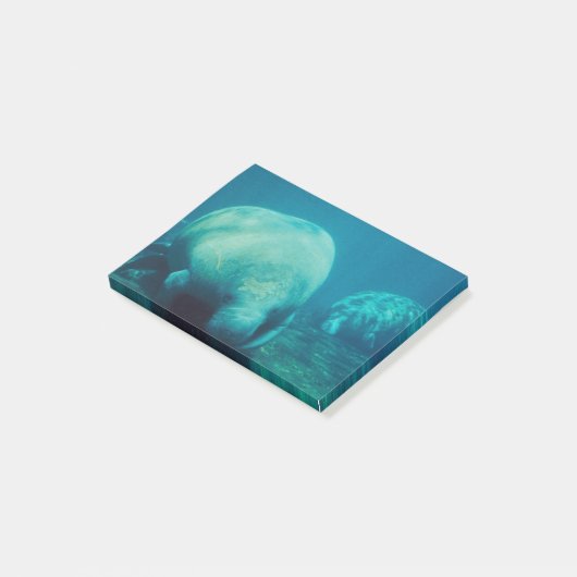 Manatis-Foto Post-it Klebezettel (angewinkelt)