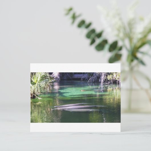 Manatis Postkarte (Stehend Vorderseite)