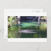 Manatis Postkarte (Vorne/Hinten)