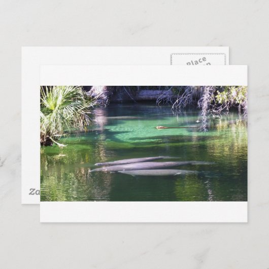 Manatis Postkarte (Vorne/Hinten)