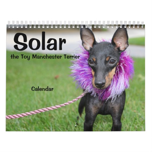 Manchester Terrier Medium 2021 Kalender A (Titelbild)