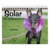 Manchester Terrier Small 2021 Kalender A (Titelbild)