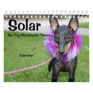 Manchester Terrier Small 2021 Kalender A