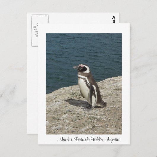 Manchot Postkarte (Vorne/Hinten)