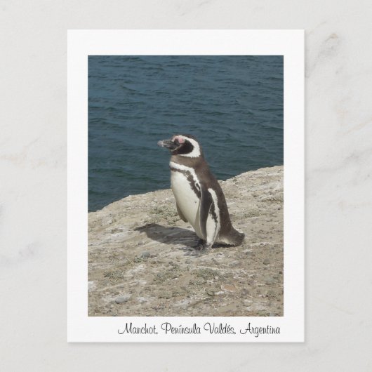 Manchot Postkarte (Vorderseite)