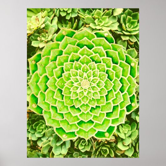 Mandala Green Gold Abstrakte Sukkuline Fotografie Poster (Vorne)