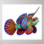 Mandarin Dragonet Goby Fish Poster (Vorne)