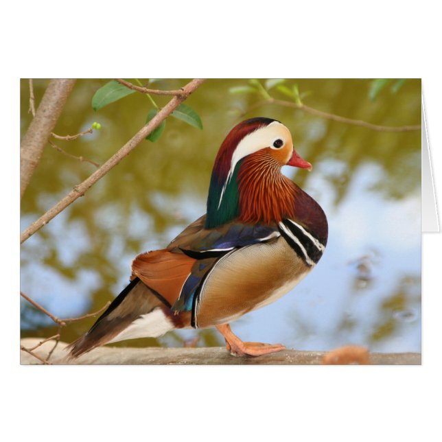 Mandarin Duck (Vorderseite (Horizontal))