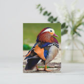 Mandarin Duck (Aix galericulata) Postkarte (Stehend Vorderseite)