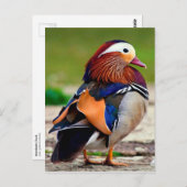 Mandarin Duck (Aix galericulata) Postkarte (Vorne/Hinten)
