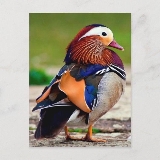 Mandarin Duck (Aix galericulata) Postkarte (Vorderseite)