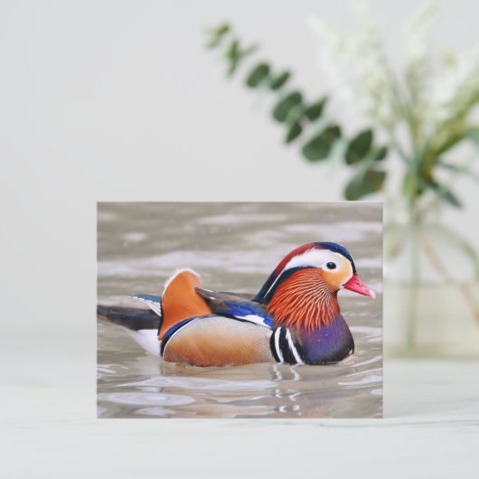 Mandarin Duck (Aix galericulata) Postkarte (Stehend Vorderseite)