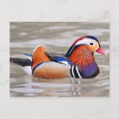Mandarin Duck (Aix galericulata) Postkarte (Vorderseite)