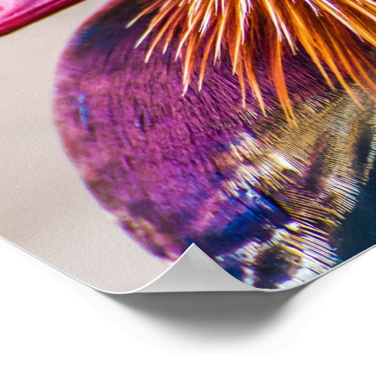 Mandarin Duck Beautiful Portrait Poster (Ecke)