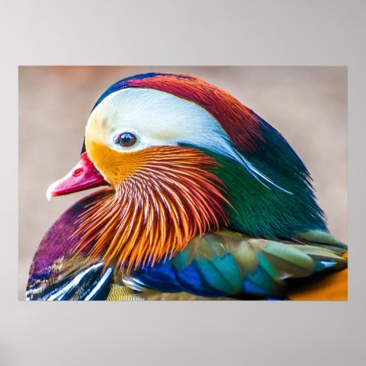 Mandarin Duck Beautiful Poster (Vorne)