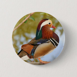 Mandarin Duck Button