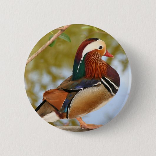 Mandarin Duck Button (Vorderseite)