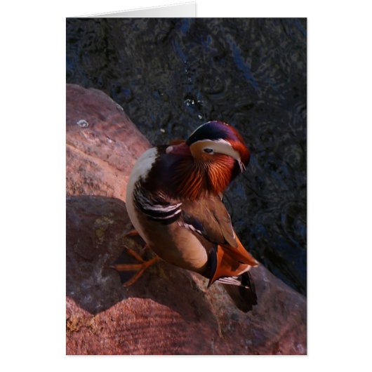Mandarin Duck Card (Vorne)