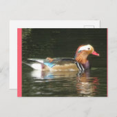 Mandarin Duck DIY Postcard Postkarte (Vorne/Hinten)