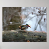 Mandarin Duck Foto Poster (Vorne)