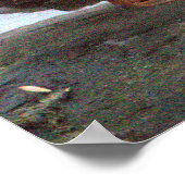 Mandarin Duck Foto Poster (Ecke)