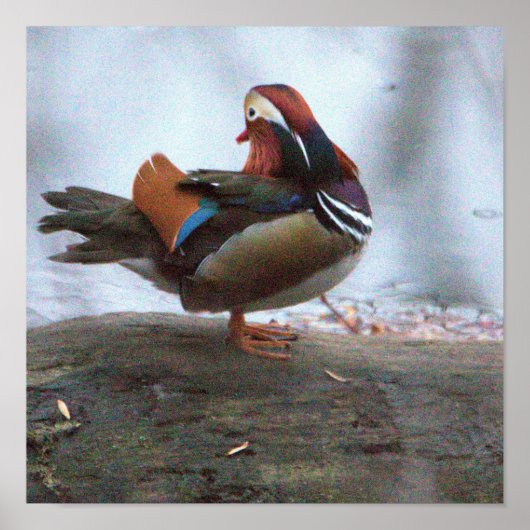 Mandarin Duck Foto Poster (Vorne)