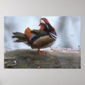 Mandarin Duck Foto Poster (Vorne)