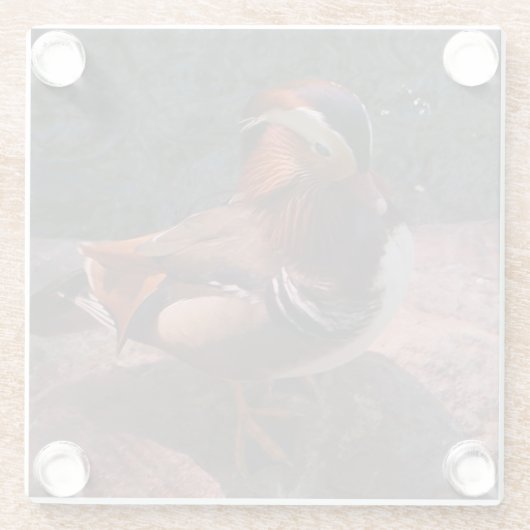 Mandarin Duck Glass Untersetzer (Rückseite)