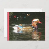 Mandarin Duck Hello Postcard Postkarte (Vorne/Hinten)