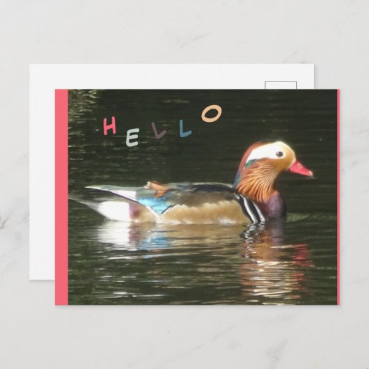 Mandarin Duck Hello Postcard Postkarte (Vorne/Hinten)