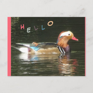 Mandarin Duck Hello Postcard Postkarte