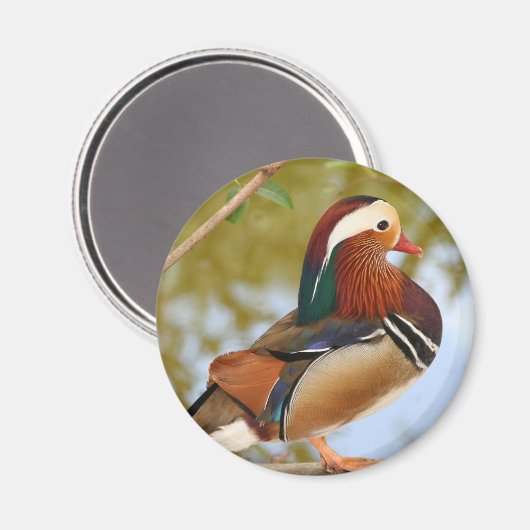 Mandarin Duck Magnet (Vorderseite/Rückseite)