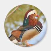 Mandarin Duck Magnet (Vorne)