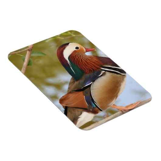 Mandarin Duck Magnet (Rechte Seite)