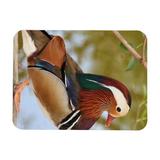 Mandarin Duck Magnet (Horizontal)
