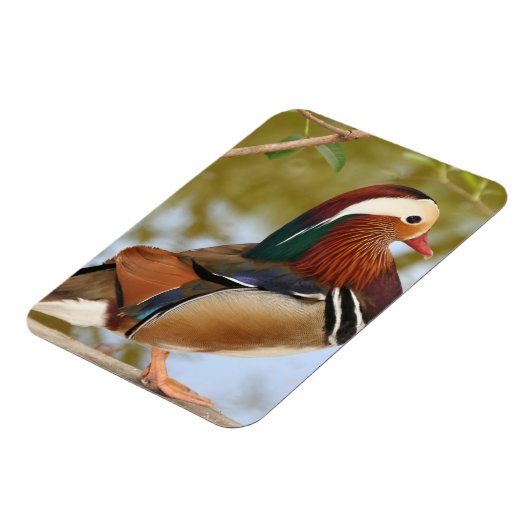 Mandarin Duck Magnet (Linke Seite)