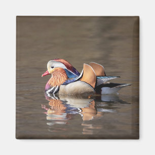 Mandarin Duck Magnet