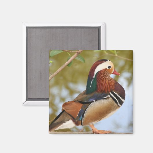 Mandarin Duck Magnet (Vorderseite/Rückseite)