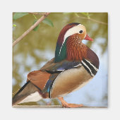 Mandarin Duck Magnet (Vorne)