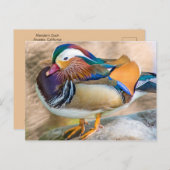 Mandarin Duck mit schönen Feathers Postkarte (Vorne/Hinten)