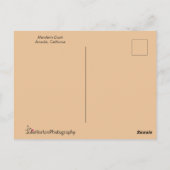 Mandarin Duck mit schönen Feathers Postkarte (Rückseite)